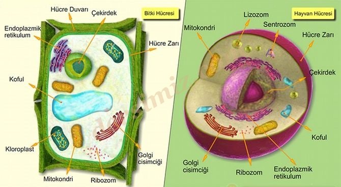 Bitki ve Hayvan Hücresi Arasındaki Farklılıklar