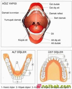 diş yapıları