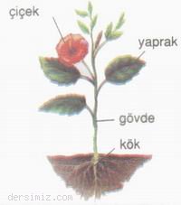 Bitkilerin Genel Yapısı
