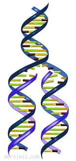 DNA Molekülünün Özellikleri