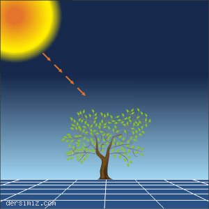Güneş Enerjisini Canlılar Nasıl Kullanır ?