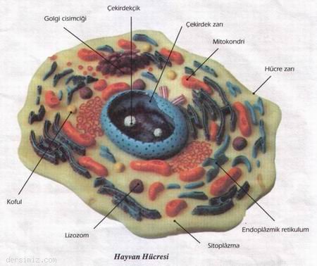 Hücre Zarı,Sitoplazma ve Çekirdek