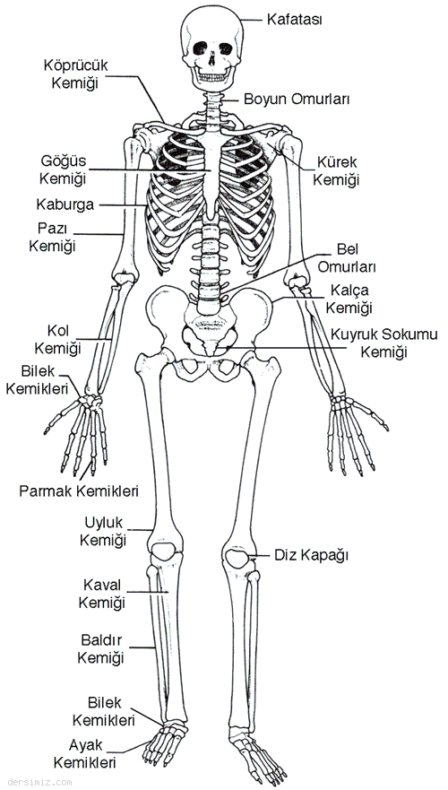 İskeletin Bölümleri Ve Görevleri